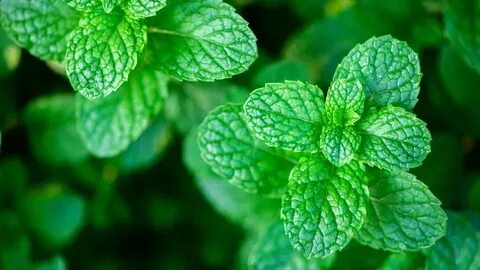 فروش نعناع فلفلی خشک + قیمت